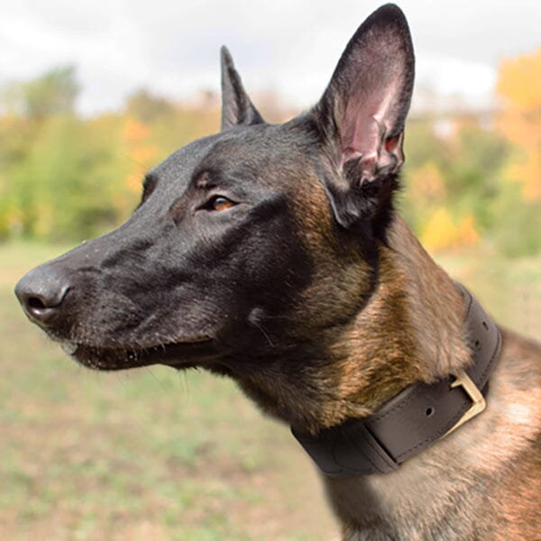 FOR DOG TRAINERS - 2 Ply Leather Agitation Dog Collar in , durable for dogs