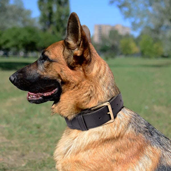 FOR DOG TRAINERS 2 Ply Leather Agitation Dog Collar German Shepherd Shop