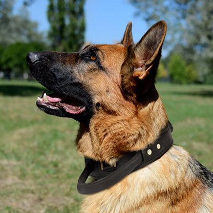 FOR DOG TRAINERS - Extra Durable 2 Ply Leather Dog Collar With Handle in , durable for dogs