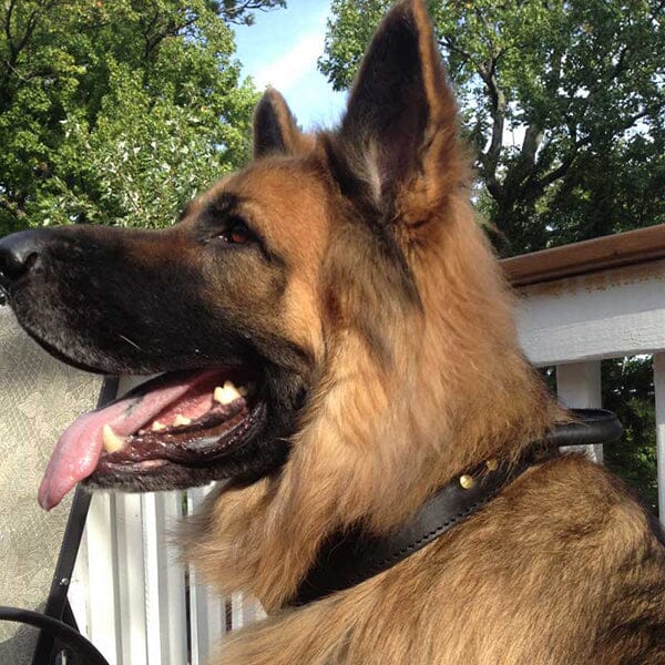 FOR DOG TRAINERS - Extra Durable 2 Ply Leather Dog Collar With Handle in , durable for dogs