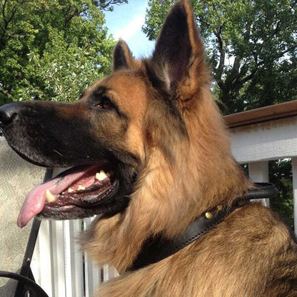 FOR DOG TRAINERS - Extra Durable 2 Ply Leather Dog Collar With Handle in , durable for dogs