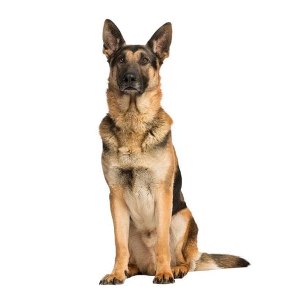Guardian German Shepherd Stickers 3.5” x 6” in , durable for dogs