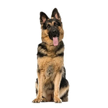 Loyal Companion German Shepherd Stickers 2.5” x 6” in , durable for dogs