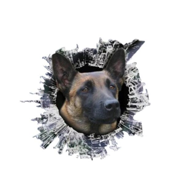 Malinois Breaking Out - Sticker 5" x 5" in , durable for dogs