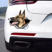 Malinois Busting Loose - Sticker 8" x 7" in , durable for dogs