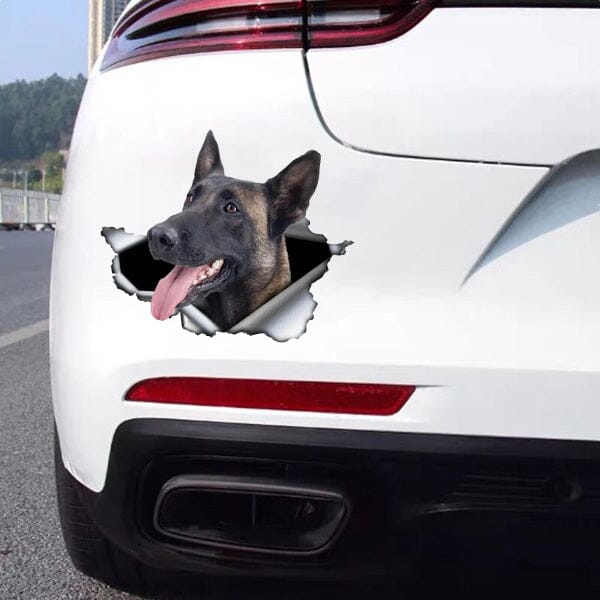 Malinois Busting Out - Sticker 8" x 5.5" in , durable for dogs