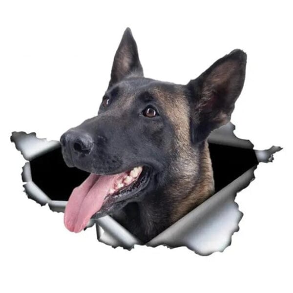 Malinois Busting Out - Sticker 8" x 5.5" in , durable for dogs