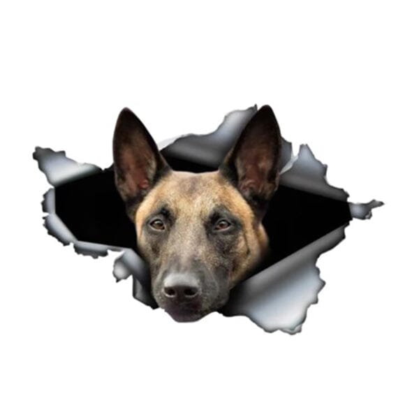 Malinois Tearing Through - Sticker 5" x 3.5" in , durable for dogs