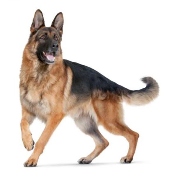Happy German Shepherd 6.25" x 6"- Sticker in , durable Vehicle Decals for dogs