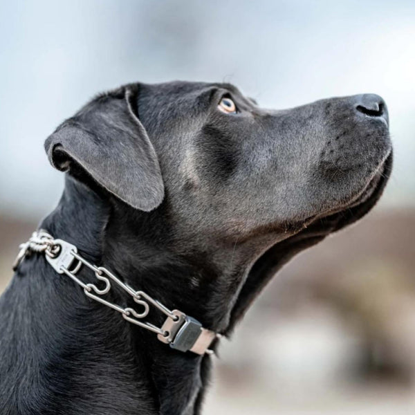 HERM SPRENGER - ClicLock Quick-Release Buckle - Stainless Steel in , durable Pet Collars & Harnesses for dogs