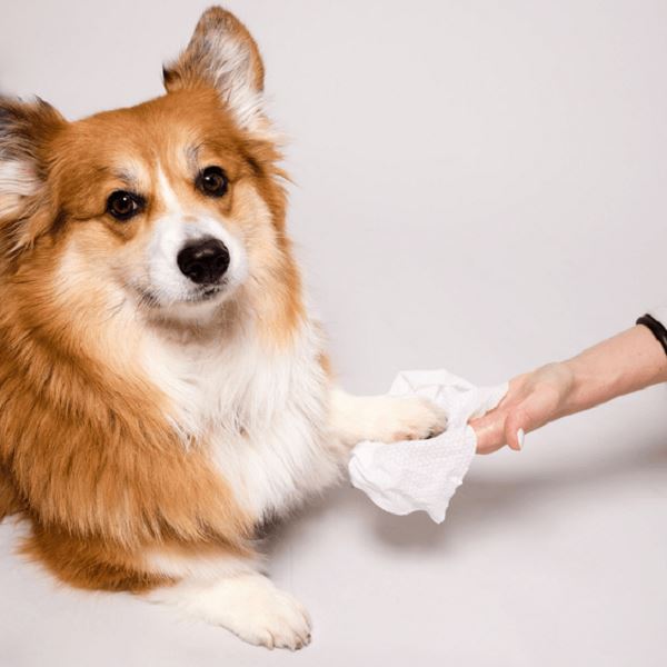 NATURAL DOG COMPANY - Grooming Wipes Pet Wipes Natural Dog Company 