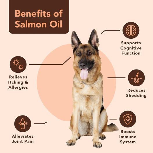 Salmon fashion oil for german shepherd