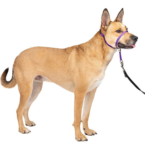 PETSAFE - Gentle Leader Headcollar in , durable Pet Leashes for dogs
