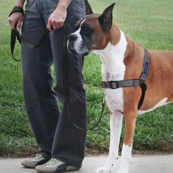 PETSAFE - Deluxe Easy Walk® No Pull Harness in , durable for dogs