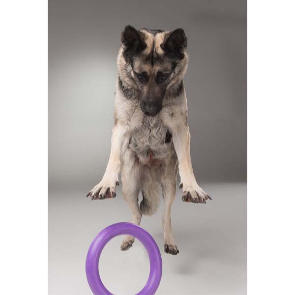 COLLAR - Puller Maxi Fitness Tool Dog Toy in , durable Dog Toys for dogs