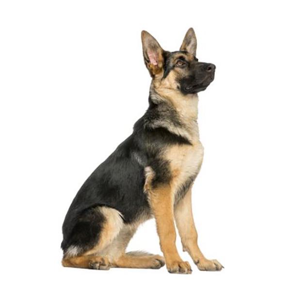 Sitting German Shepherd Puppy - Sticker in , durable Vehicle Decals for dogs