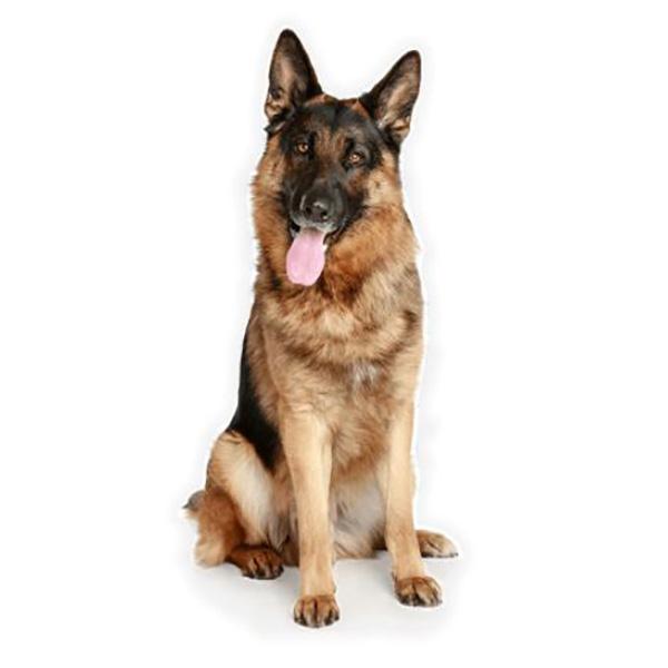 Sitting German Shepherd - Sticker in , durable Vehicle Decals for dogs