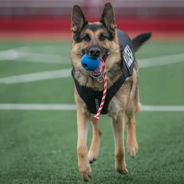 SODAPUP - USA-K9 Cherry Bomb Chew Toy/Reward Toy (Hollow) in , durable for dogs