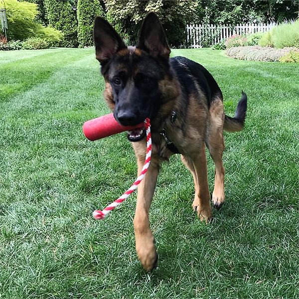 SODAPUP - USA-K9 Firecracker Durable Rubber Floating Toy 5.5" in , durable Dog Toys for dogs