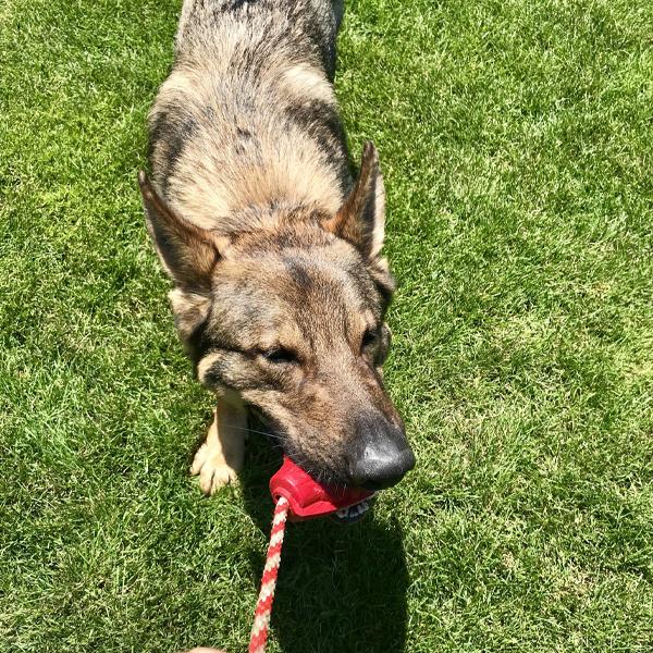 SODAPUP - USA-K9 Grenade Durable Rubber Chew Toy & Treat Dispenser in , durable Dog Toys for dogs