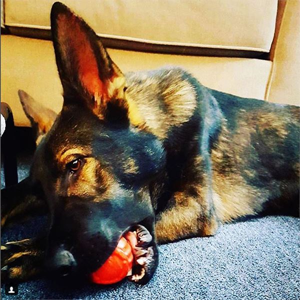 USA-K9 STARS AND STRIPES ULTRA-DURABLE RUBBER CHEW BALL - LARGE Toys German Shepherd Shop 