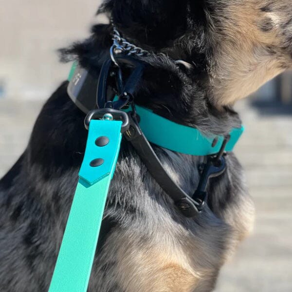 WHAT A CUTIE - Safety Clip Light weight Pet Leashes What A Cutie 